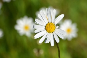 Les marguerites     